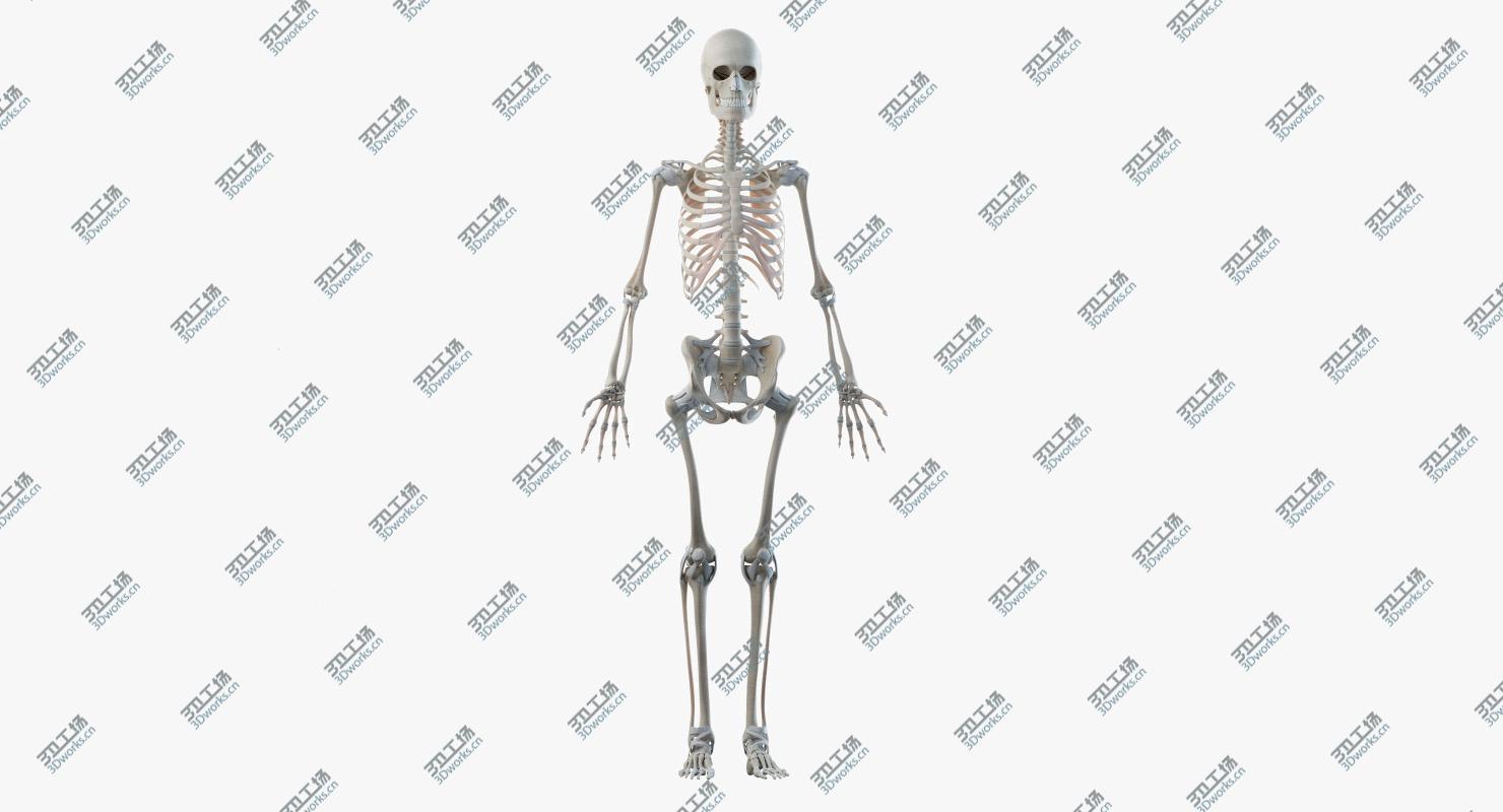 images/goods_img/20210313/3D Obese Female Skin, Skeleton And Vascular System Rigged model/3.jpg